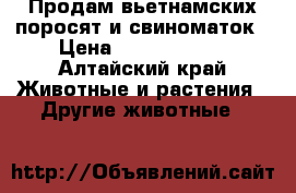 Продам вьетнамских поросят и свиноматок › Цена ­ 2000-15000 - Алтайский край Животные и растения » Другие животные   